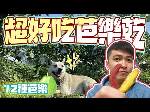 【尋農高手】超好吃芭樂乾介紹！12種芭樂超多品種！拜訪彰化溪州芭樂園！