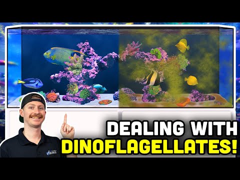 Dinoflagellates in Reef Aquariums: Identify and Rectify YOUR Tank's Problem!