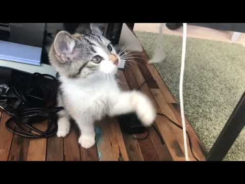 A Playful Cute Kitten