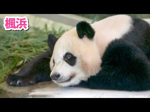 【パンダアイドル楓浜】結浜にデレデレ甘える姿🐼態度デカとのギャップすぎる💦