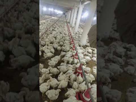 poultry farm #broilerfarm #chickenfarm #murgifarm #henfarm #kukra #kombdi