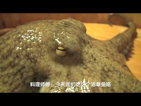 [中国人モンちゃん]Living Octopus Sashimi 活きたタコの足の刺身