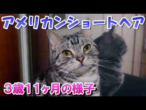 アメショーのソラ　３歳１１ヶ月の様子（アメリカンショートヘア）