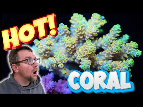 Unboxing Crazy Hot Coral