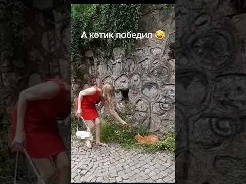 Я люблю котиков ❤ / I love cats ❤