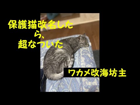 ワカメ改め海坊主　改名初日から返事するようになった。#保護猫  #猫のいる暮らし 　#猫動画