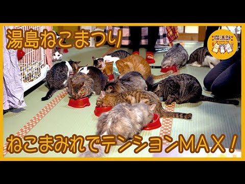 猫活部ちゃんねる＃006 湯島ねこまつり【4K】