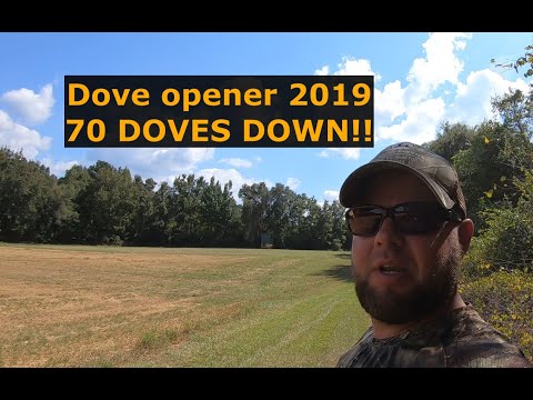 Dove hunting opener 2019, 70 DOVES DOWN! Dove Catch and Cook