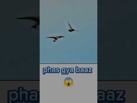 Baaaz phas gaya🕊 #video #million #pigeon #shorts