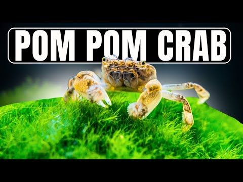 Keeping Pom Pom Crabs (and Why You Should!)