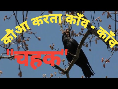 काँव - काँव चहक गतिविधि |  एक कौआ Hindi Nursery Rhymes #chahakactivity #fln #nipunbharat