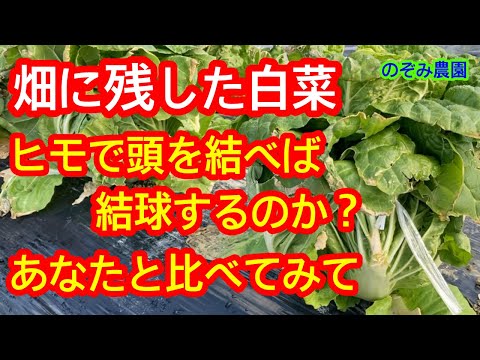 【ハクサイ】現状、あなたと比較して下さい。ヒモでくくれば、結球して丸くなるのか？解説します。