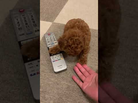 While tickling the puppy, I picked up the remote control! 【toy poodle】