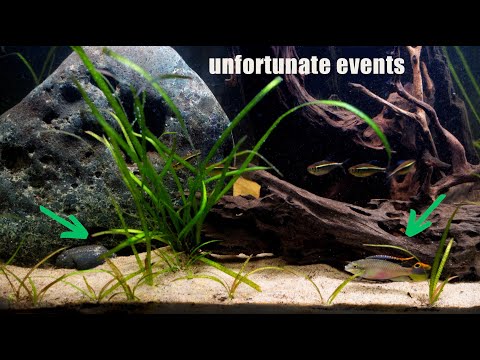 Catastrophes To Avoid In Your Aquariums