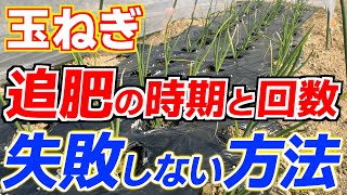 【玉ねぎ】追肥の時期と回数を間違えると失敗します