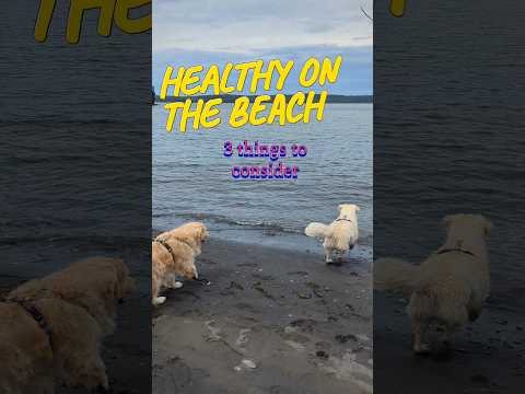 How to keep dogs healthy on the beach #short #dogs #doghealth #goldens