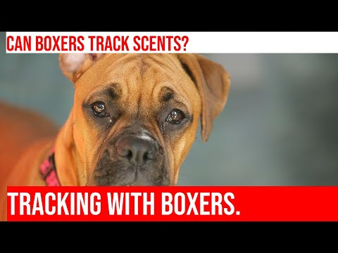 Tracking 101: Training Your Boxer for Success!