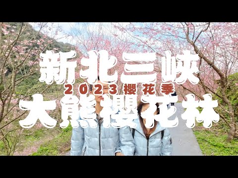 I Did It All For You - Victor Lundberg丨新北三峽丨大熊櫻花林丨2023櫻花季丨Osmo Action3