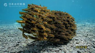 ゴンズイ玉　【海の危険生物に注意！】磯遊びや釣りで気をつけたい生き物/Barbel eel!!  " Gonzui Balls"Dangerous Creatures of the Sea!