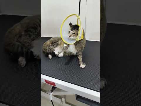 Cat Aggressive behaviour in Grooming #cat #catlover #cats #catvideos #instacat #catsofinstagram#pets