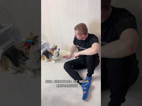 ОТШИЛИ КОЖАНУЮ КАК ЧУШПАНА #funnyvideo #funny #dog #humor #pet