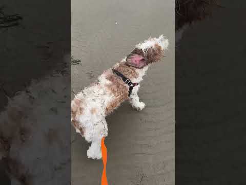 🐶 having a nice sand bath on the beach#puppy #sandbath #beach