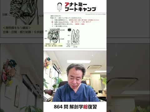 【 #国試1分道場 ・消化器系】小腸について誤っている記述はどれか　１．空腸は腸間膜をもつ　２．粘膜に半月ヒダがある　３．腸腺は絨毛の根元に開口する　４．二層の筋層からなる #かずひろ先生 #解剖学