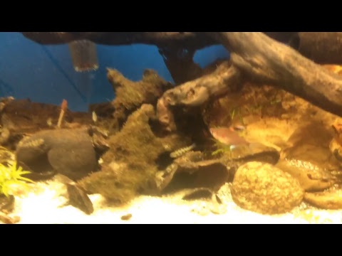 Fincasters Live Stream Adding Pencilfish to Tannin Aquarium