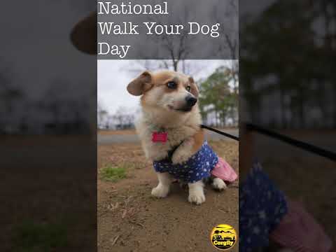 National Walk Your Dog Day 2022 #shorts