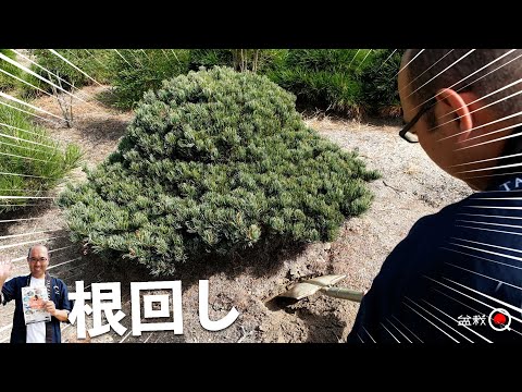 How to cut the roots of trees in the field! Chatan Yoseien 2023 [Bonsai Q]