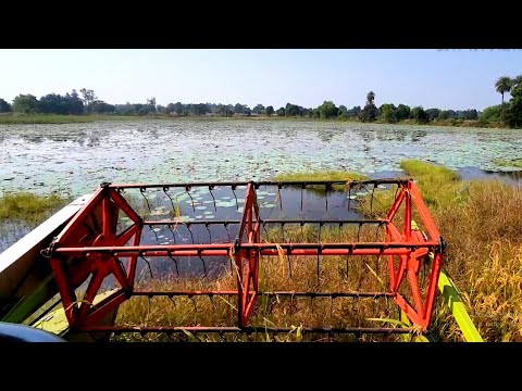 Harvesting Hero || John deere 4x4 || Claas crop tiger || Work in mud near Pond