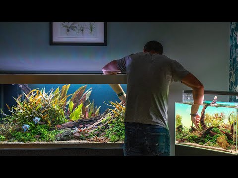 ** ALL MY AQUARIUMS ** FULL MAINTENANCE SESSION AND UPDATES (4K)