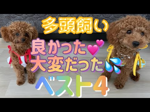 【多頭飼い】良かった.大変だったベスト4☆