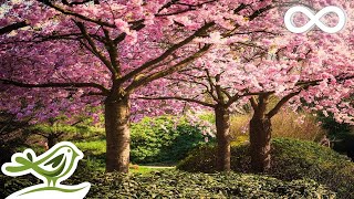 Beautiful Relaxing Music • Romantic Japanese Music for Relaxation