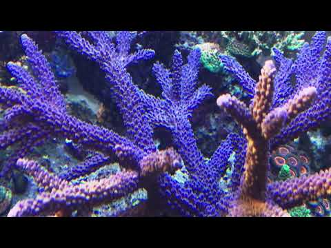 360g Coral Picture Before Zeovit