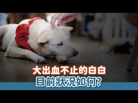 大出血不止的白白目前狀況如何？｜等一個家