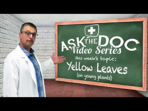 Yellow Leaves on Your Plants: Ask the Doc