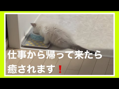 【癒し】仕事から帰って来たら迎えてくれてます♪