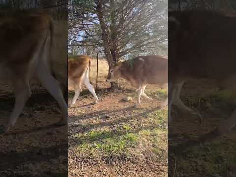 Our Cows Final Pasture Of The Year