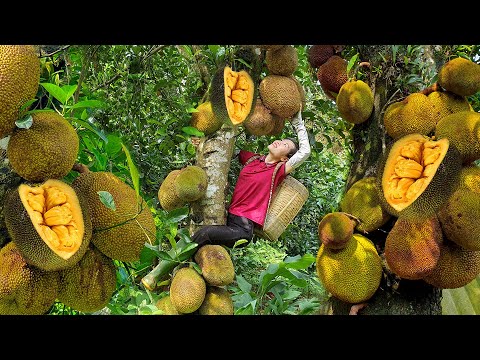 Harvest Jack Fruit Garden goes to the market sell - Planting pineapple trees - Mai Nha Tranh