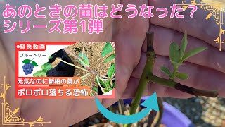 【ブルーベリー】あのときの苗の苗はどうなったの？シリーズ第1弾