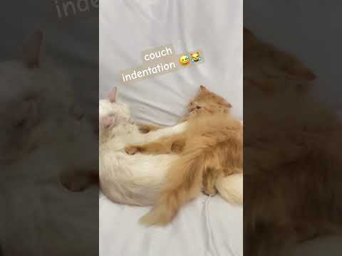 cute cats on couch #funny #shorts #cute