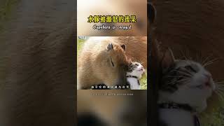 If a capybara is enraged, how serious are the consequences?#shorts