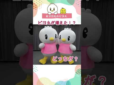 【ピヨ丸】ピヨ丸が増えた!?　#Shorts