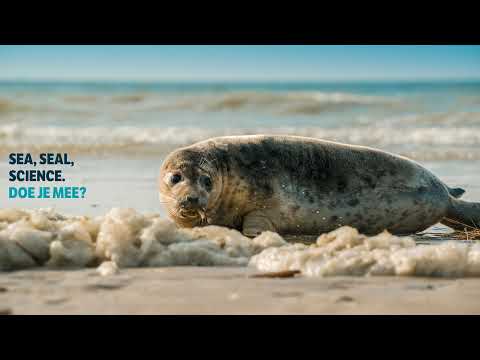 Seals live (4K) - Phase 2 @ Seal Rehabilitation and Research Centre (Pieterburen, The Netherlands)