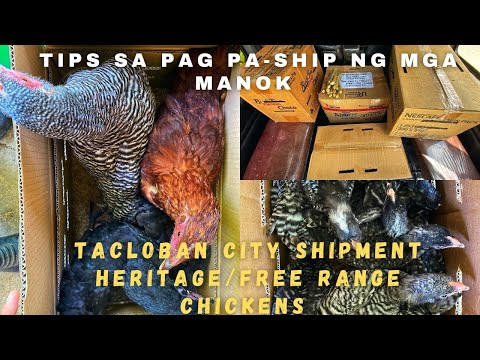 Tips sa Pag Pa-ship ng mga manok (Heritage/Free Range Chickens)