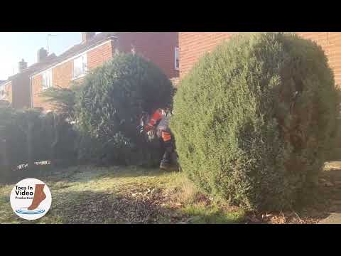 Tree Surgeons trim massive Bushes Timelapse