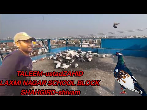 TALEEM-ustadZAHID LAXMI NAGAR urban pigeons SHAHGIRD-shivam