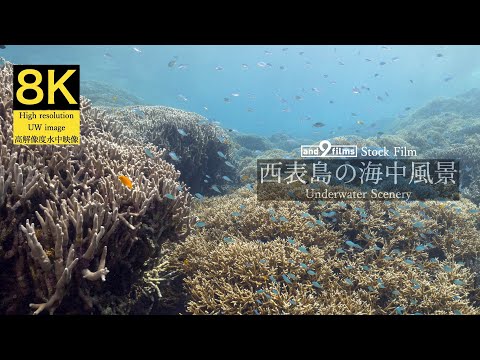 【8K 水中映像】西表島の海中風景 / Underwater scenery / Iriomotejima-island Okinawa