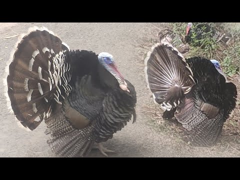 Beautiful Turkeys In The World | Birds of Bangladesh | Turkey bird how can identify male or female